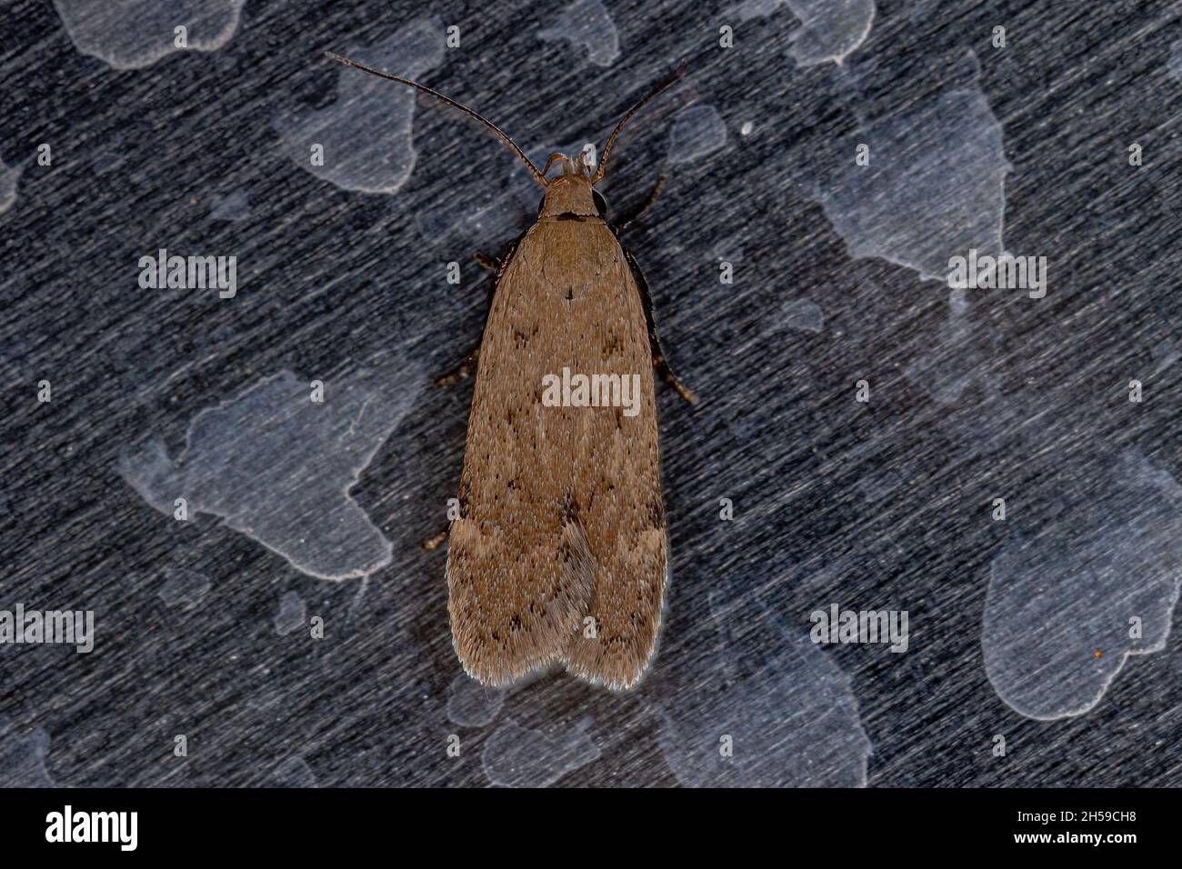 Adult Flat-bodied Moth of the Family Depressariidae Stock Photo