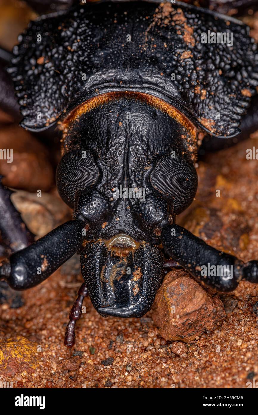 Adult Giant Prionid Beetle of the species Ctenoscelis coeus Stock Photo