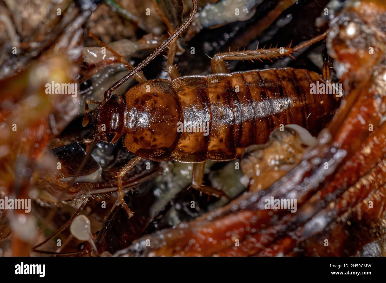 Small Wood Cockroach Nymph of the Family Ectobiidae inside a cicada eating its insides Stock Photo