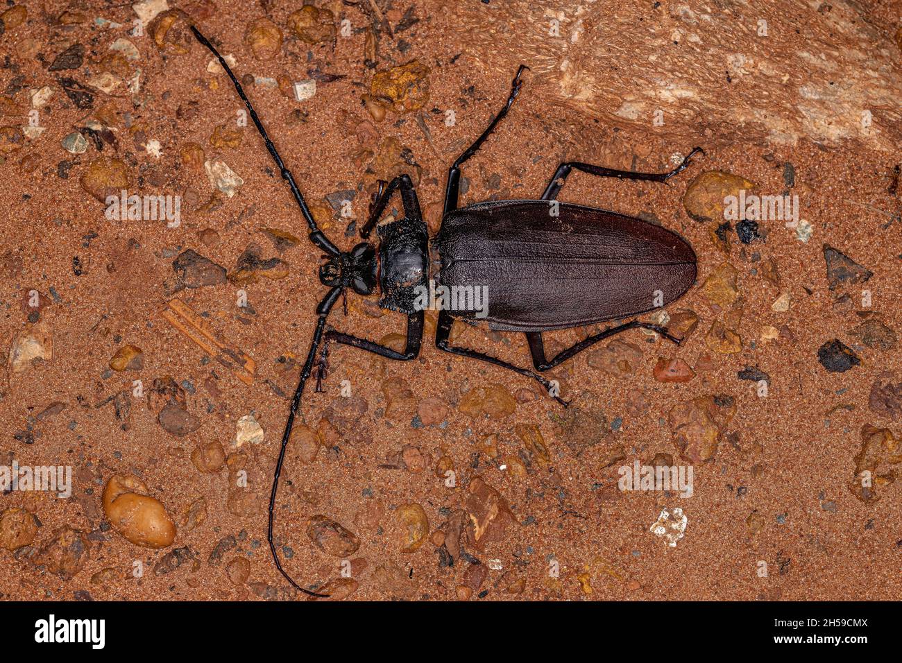 Adult Giant Prionid Beetle of the species Ctenoscelis coeus Stock Photo