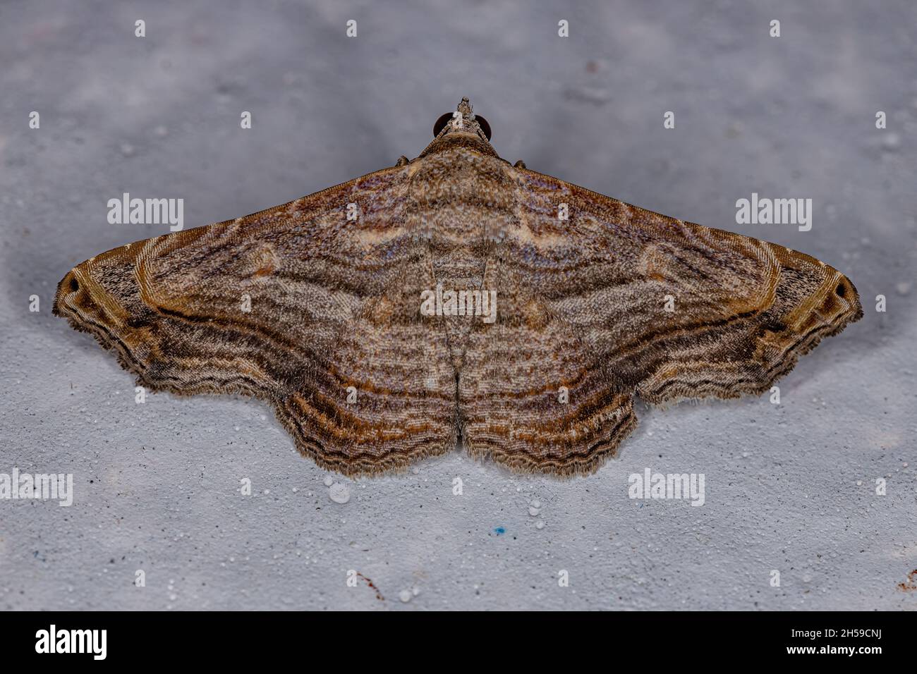 Adult Moth Insect of the genus Tyrissa Stock Photo