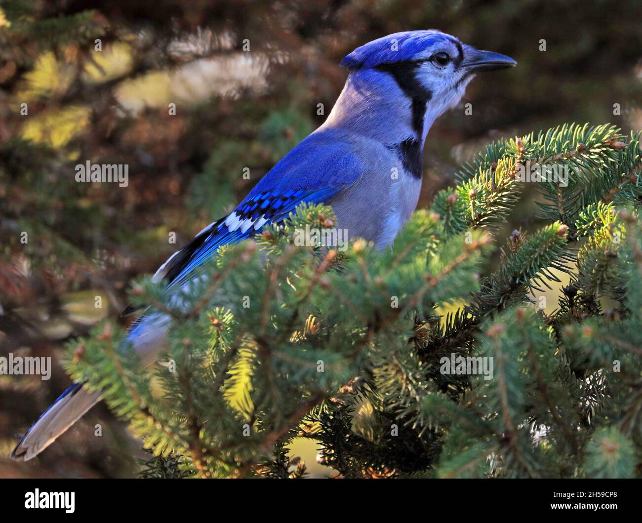 Jay Blue sitting on a fir with green background, Quebec, Canada Stock Photo