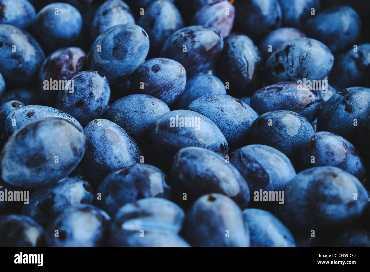 Background is bright and ripe plums, beautiful and delicious fruits ...
