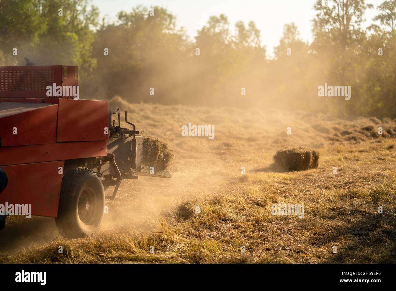 Grass harvesting machinery. forage harvester cutting pangola grass silage crop in field. Agriculture. Stock Photo