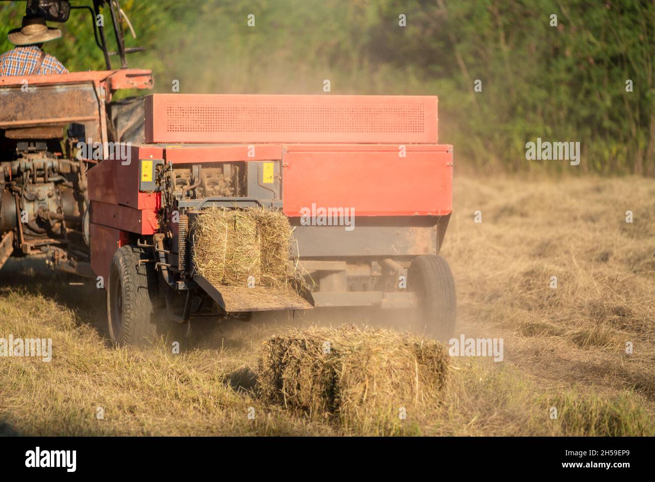 Grass harvesting machinery, dry pangola grass, hay compressed into lies on the field. animal feed. agricultural industry. Stock Photo