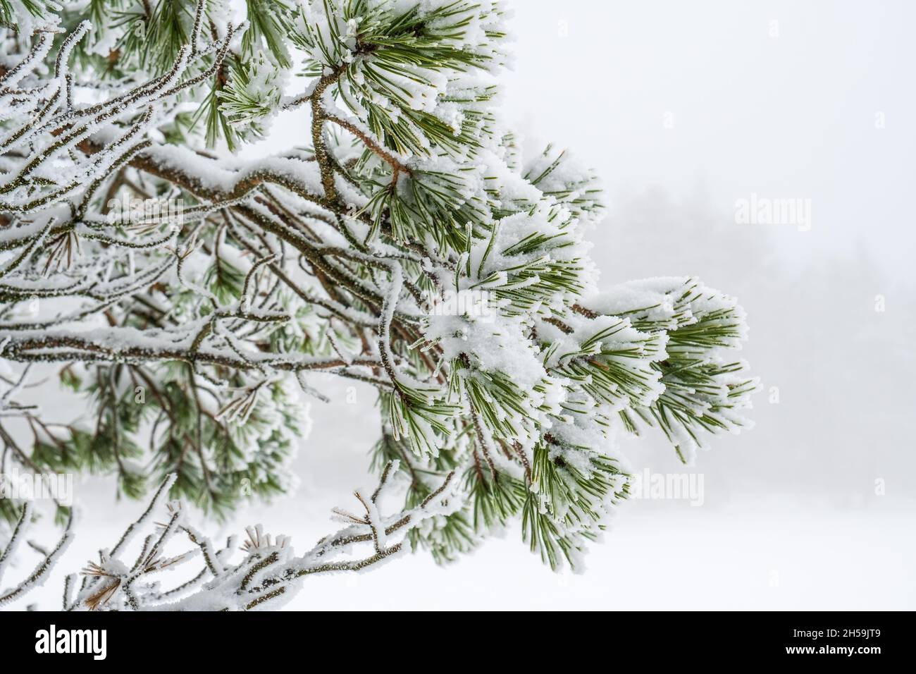 Frosty pine branch in winter Stock Photo