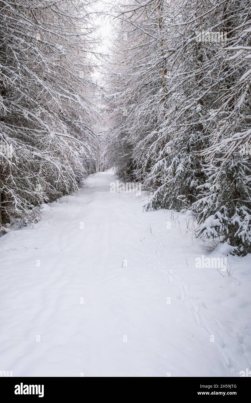 Hiking trail in a wintry larch forest Stock Photo