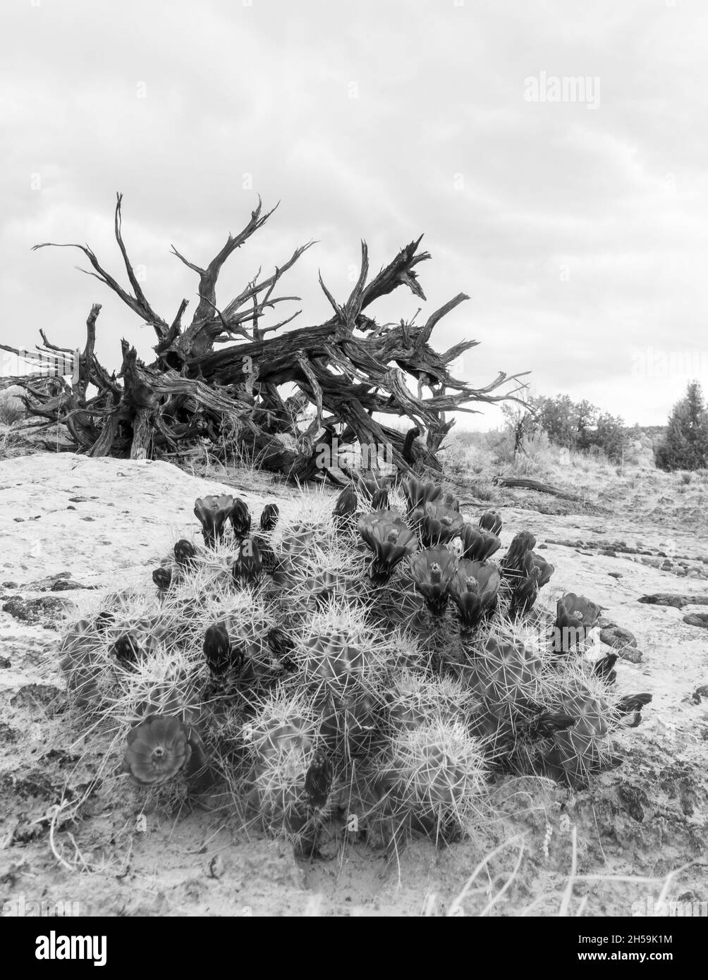 Cactus Blooming in the desert of Utah Stock Photo
