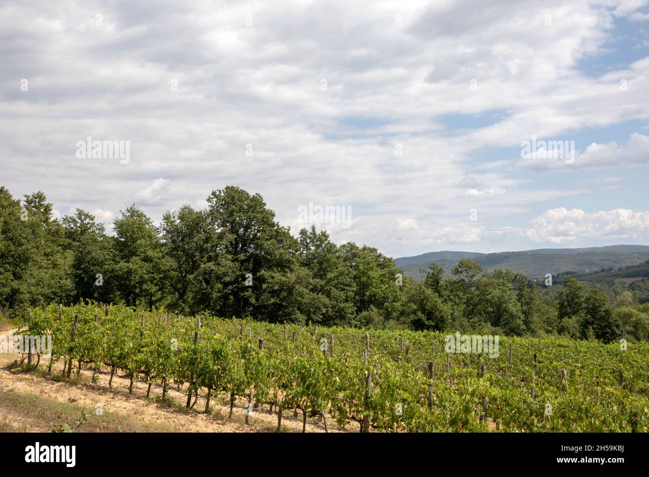 Vine cultivation near Abbazia San Galgano, Chiusdino, Siena, Tuscany, Italy Stock Photo