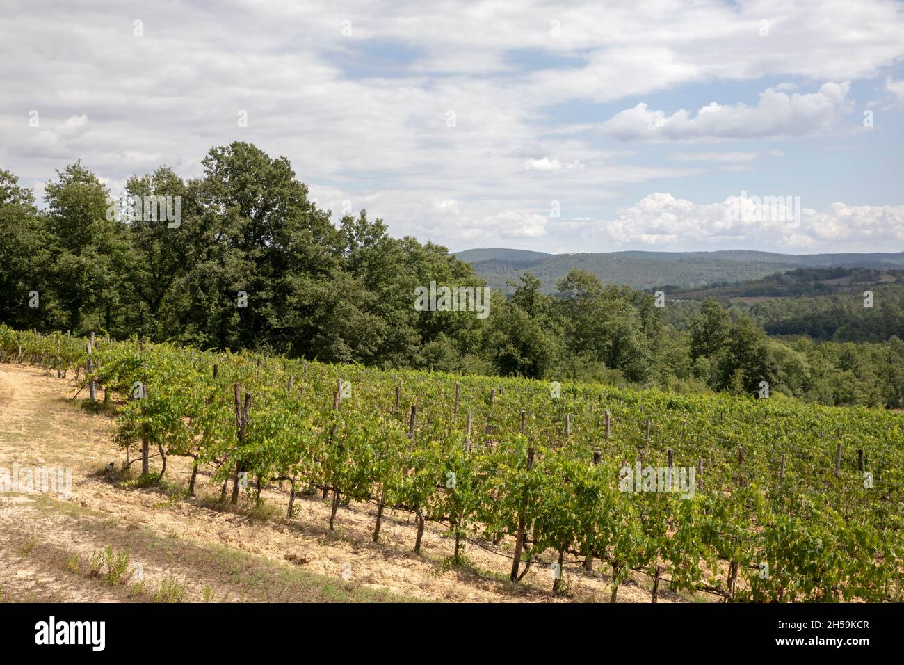 Vine cultivation near Abbazia San Galgano, Chiusdino, Siena, Tuscany, Italy Stock Photo