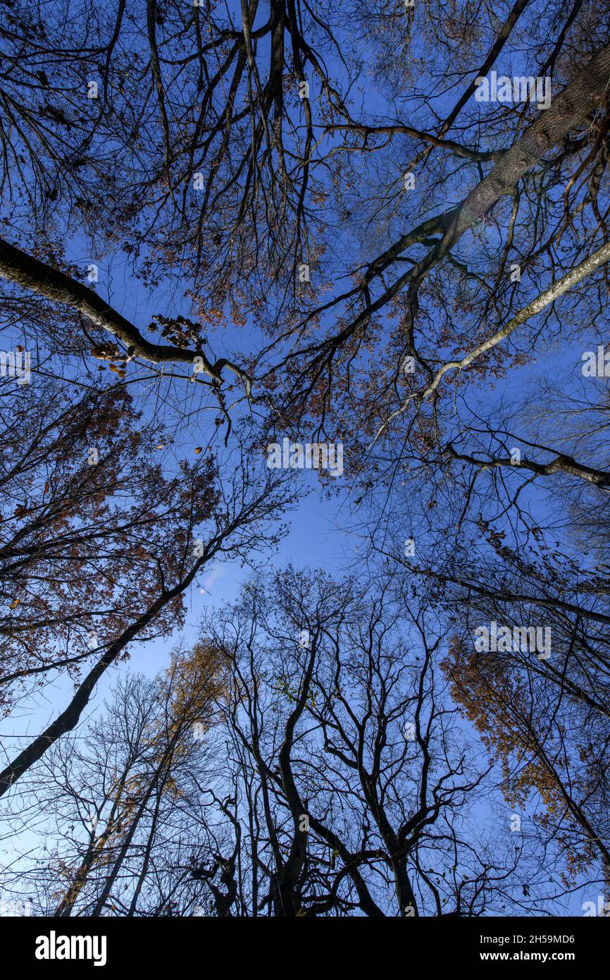 Autumn trees in a forest and clear blue sky background Stock Photo - Alamy