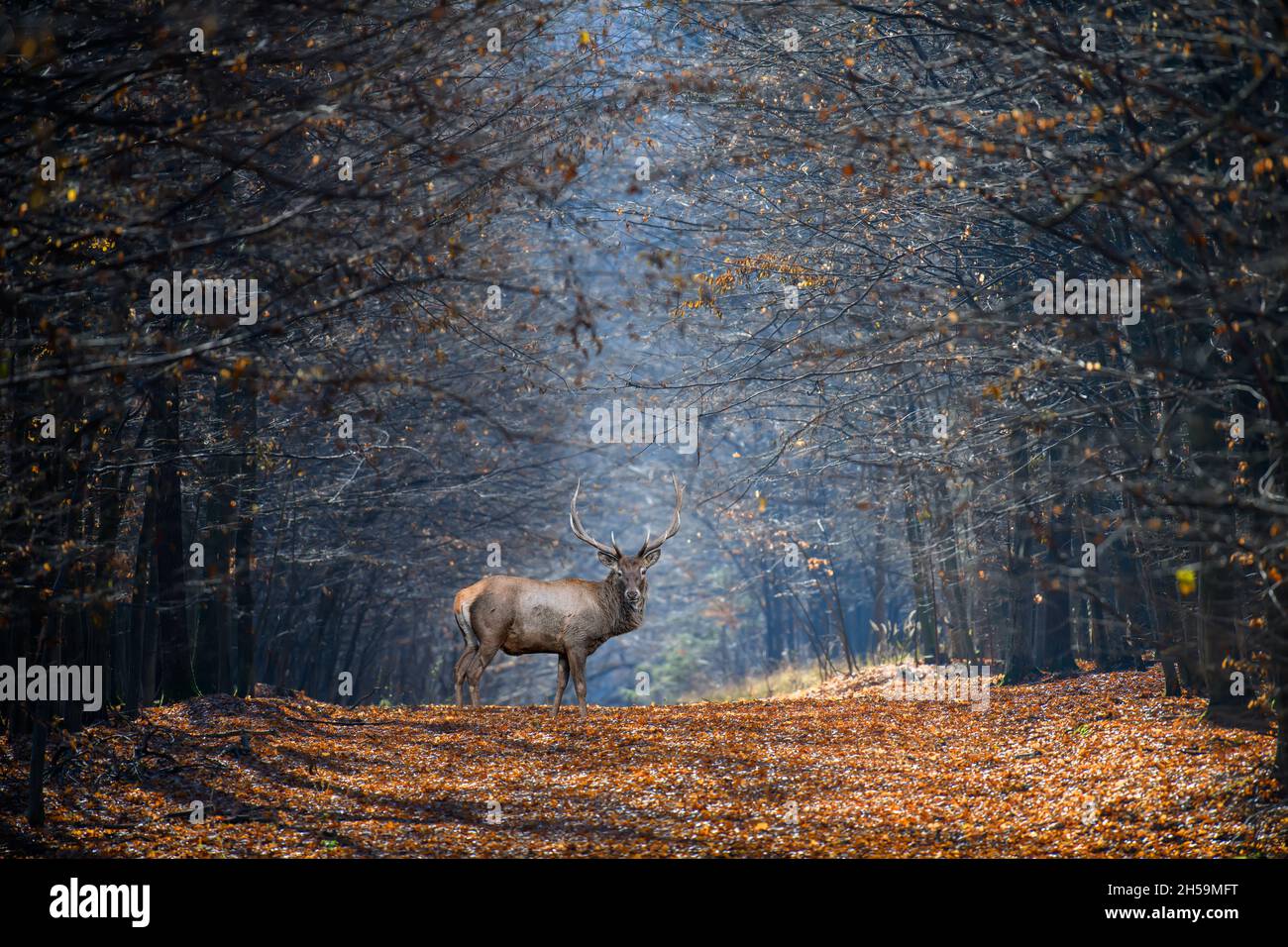 Adult male deer on a background of autumn forest. Animal in natural habitat. Wildlife scene Stock Photo
