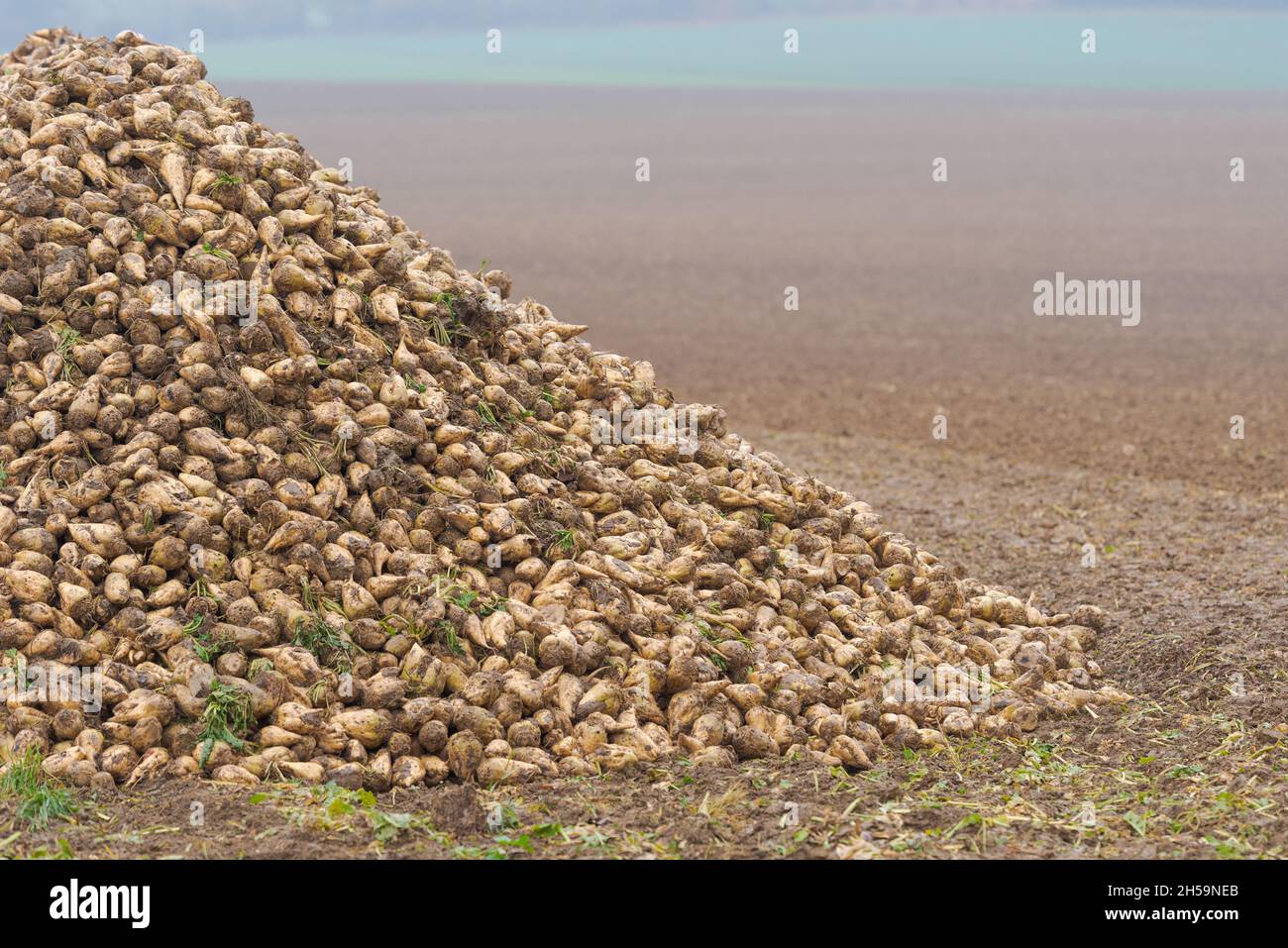 Long and high pile of freshly harvested sugar beet roots on field near village waiting for transport on dark moody overcast day in November Stock Photo