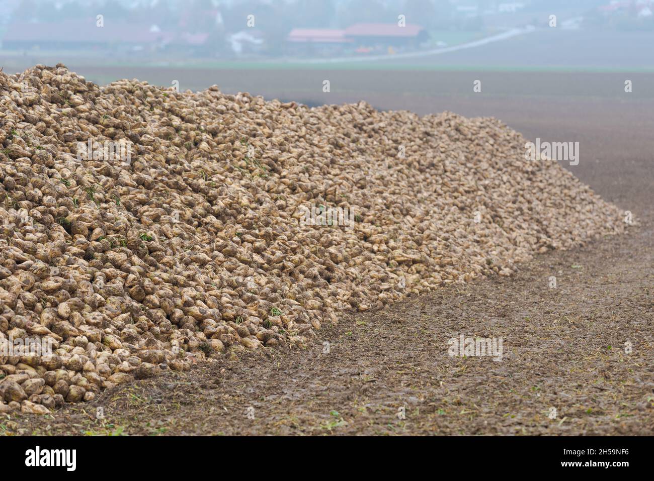 Long and high pile of freshly harvested sugar beet roots on field near village waiting for transport on dark moody overcast day in November Stock Photo