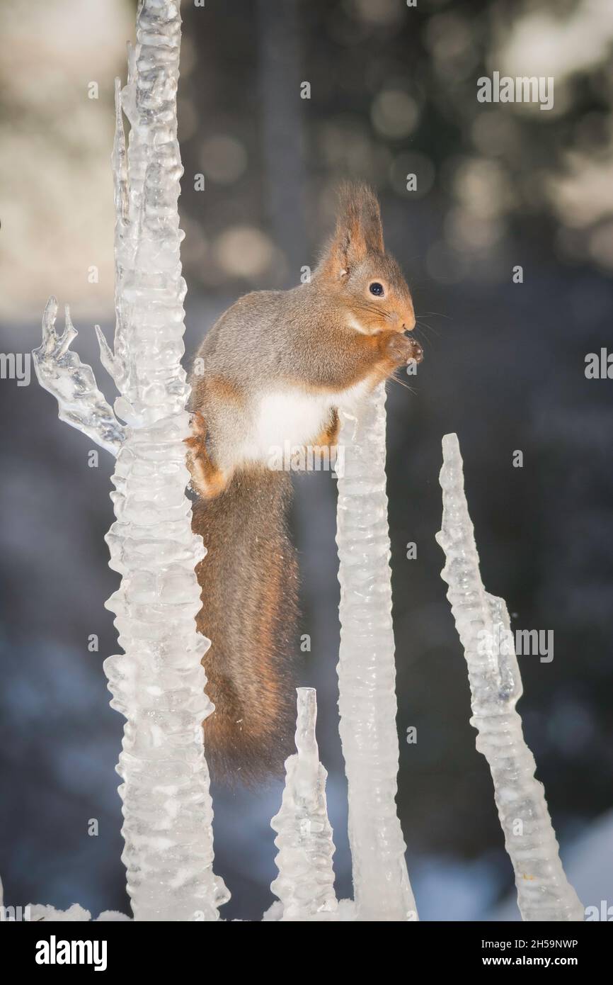red squirrel standing between icicles Stock Photo - Alamy