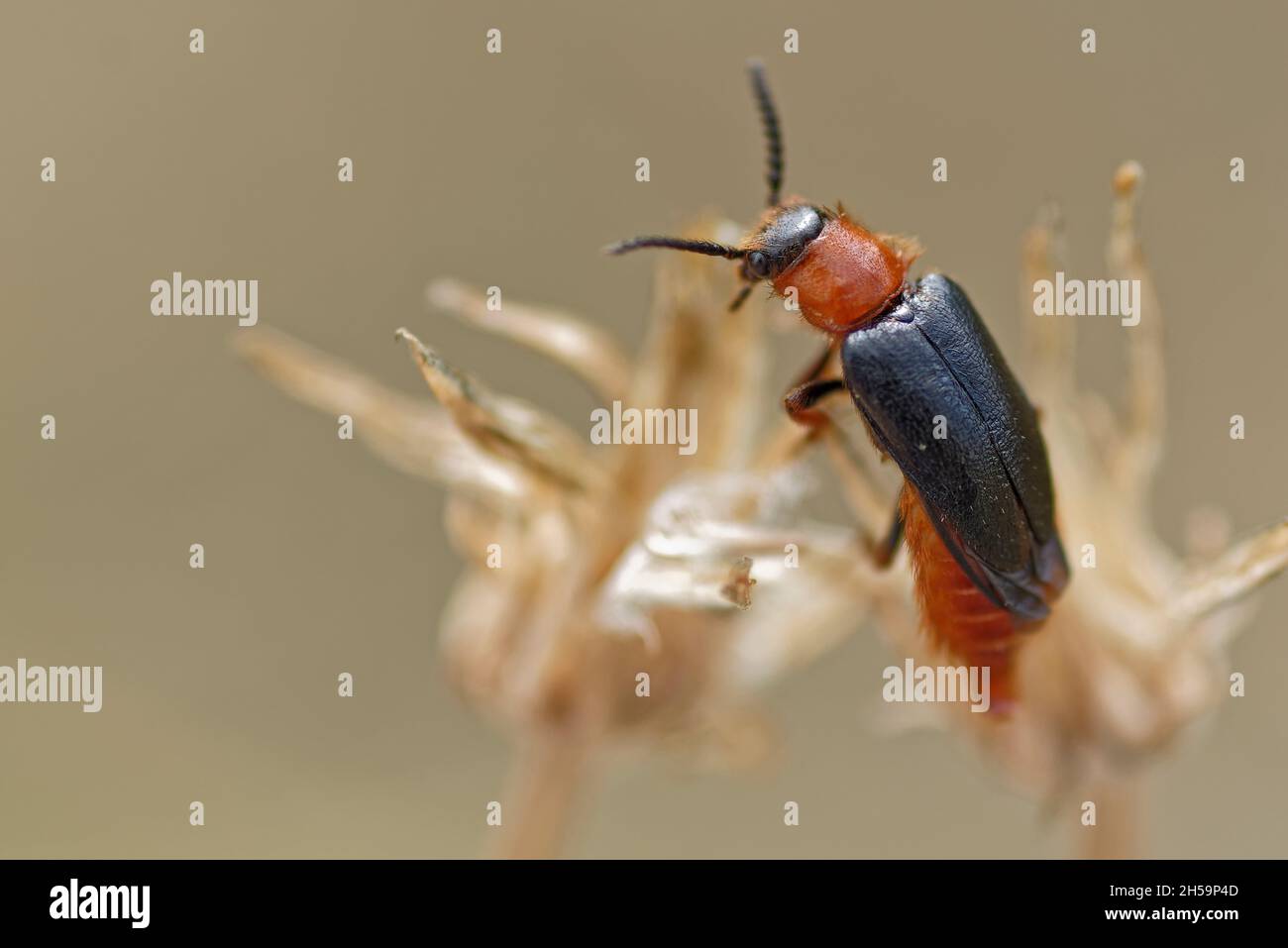 Cantharis pellucida, commonly named 'Soldier beetle'. Stock Photo