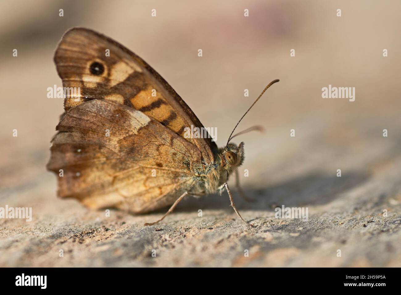 Pararge aegeria, butterfly commonly named 'Speckled wood'. Stock Photo