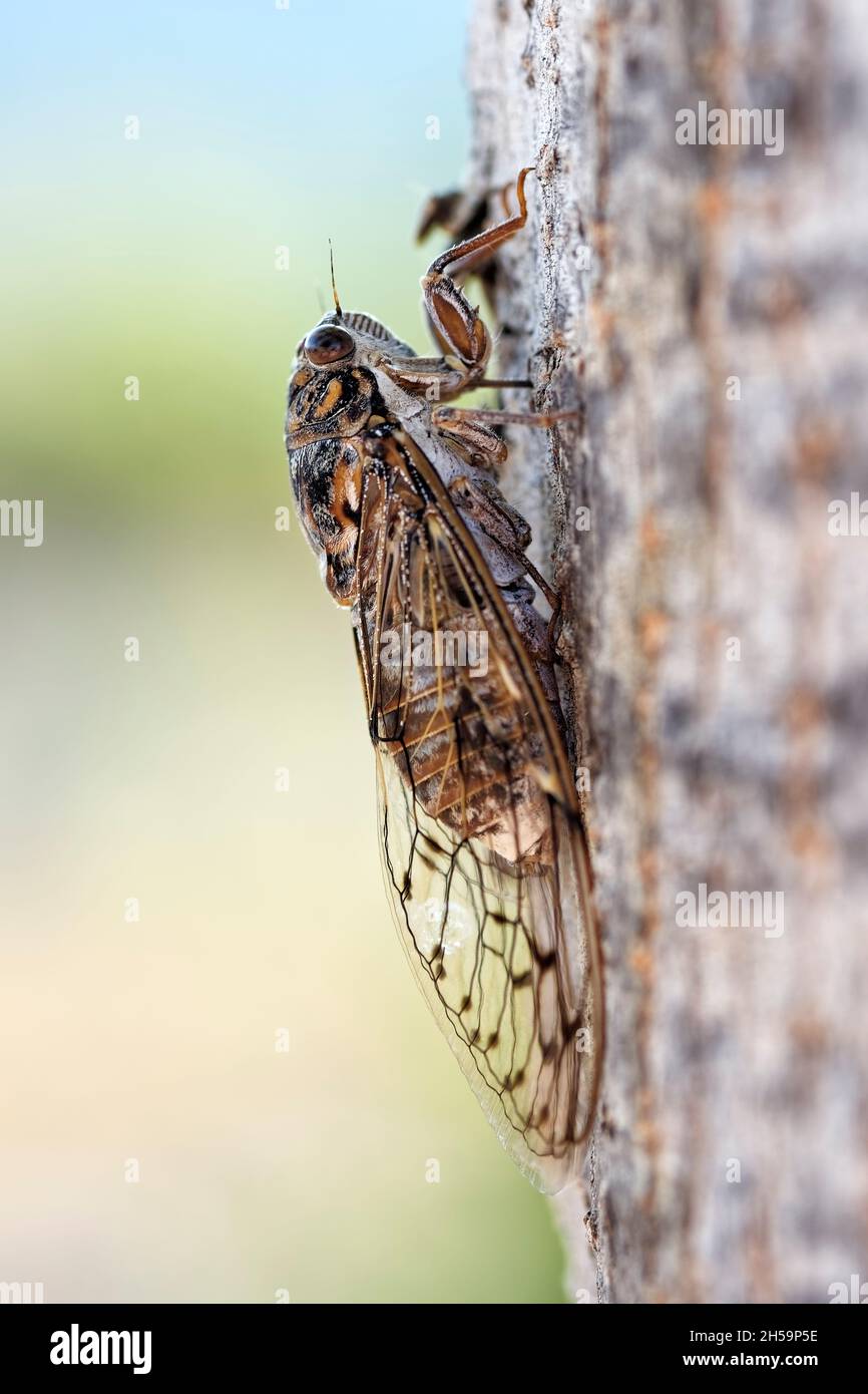 Cicada orni. Commonly named 'Cicada'. Stock Photo