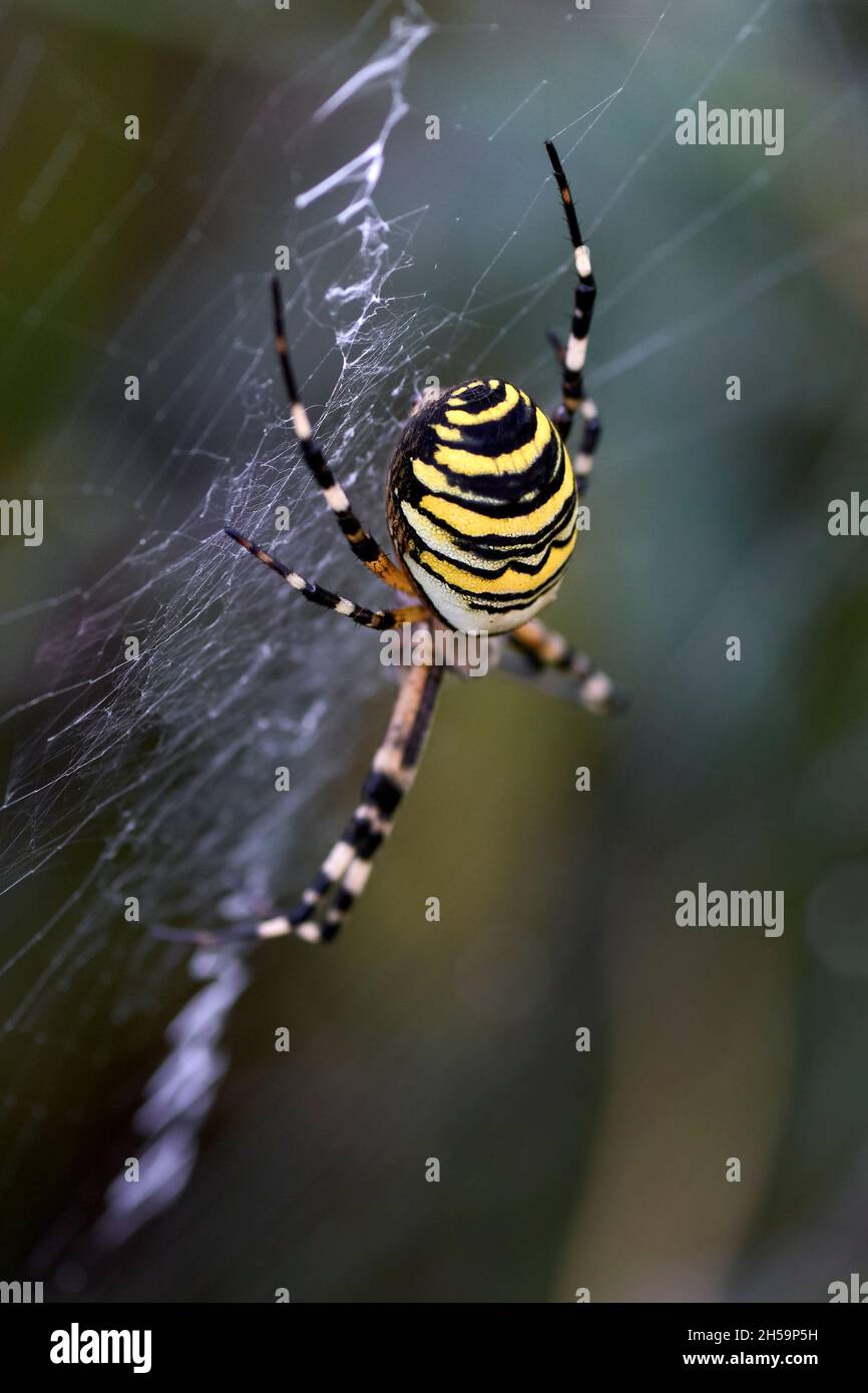 Argiope bruennichi. Commonly named 'Wasp spider' Stock Photo