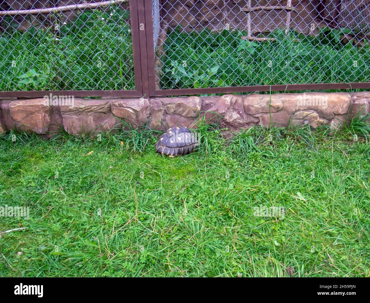 turtle sleeps on the grass in the zoo, in the summer Stock Photo