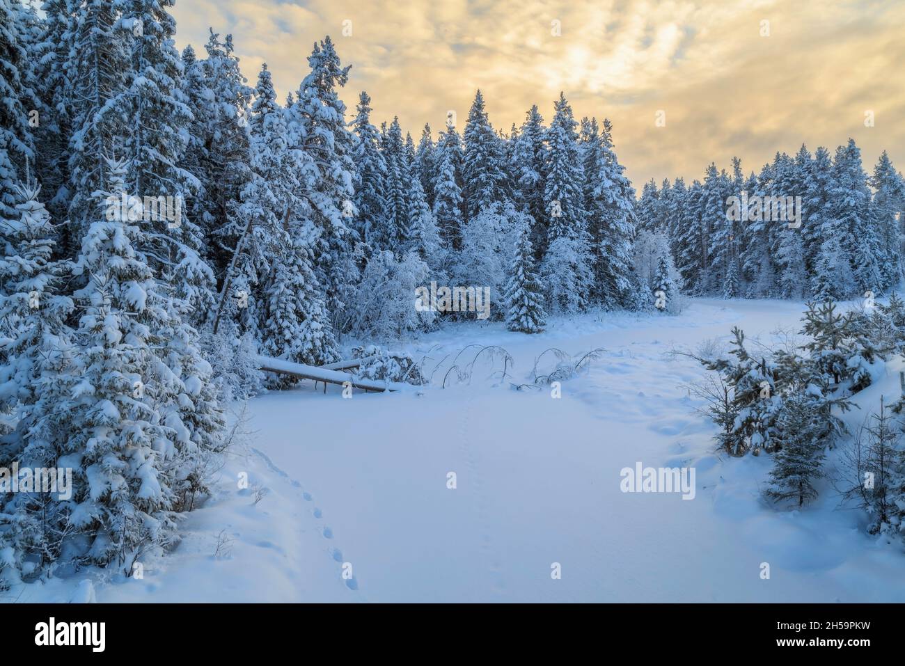 Tracks of moose hi-res stock photography and images - Alamy