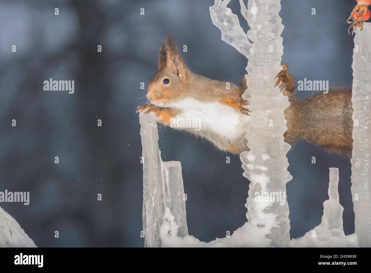Very cold nose icicle hi-res stock photography and images - Alamy