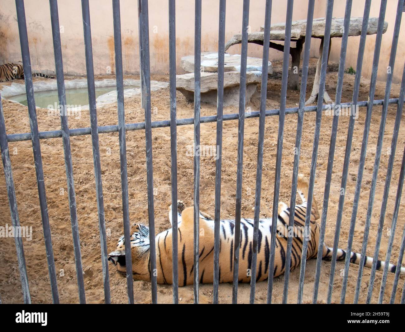 tiger rests on the sand in the zoo, in the summer Stock Photo