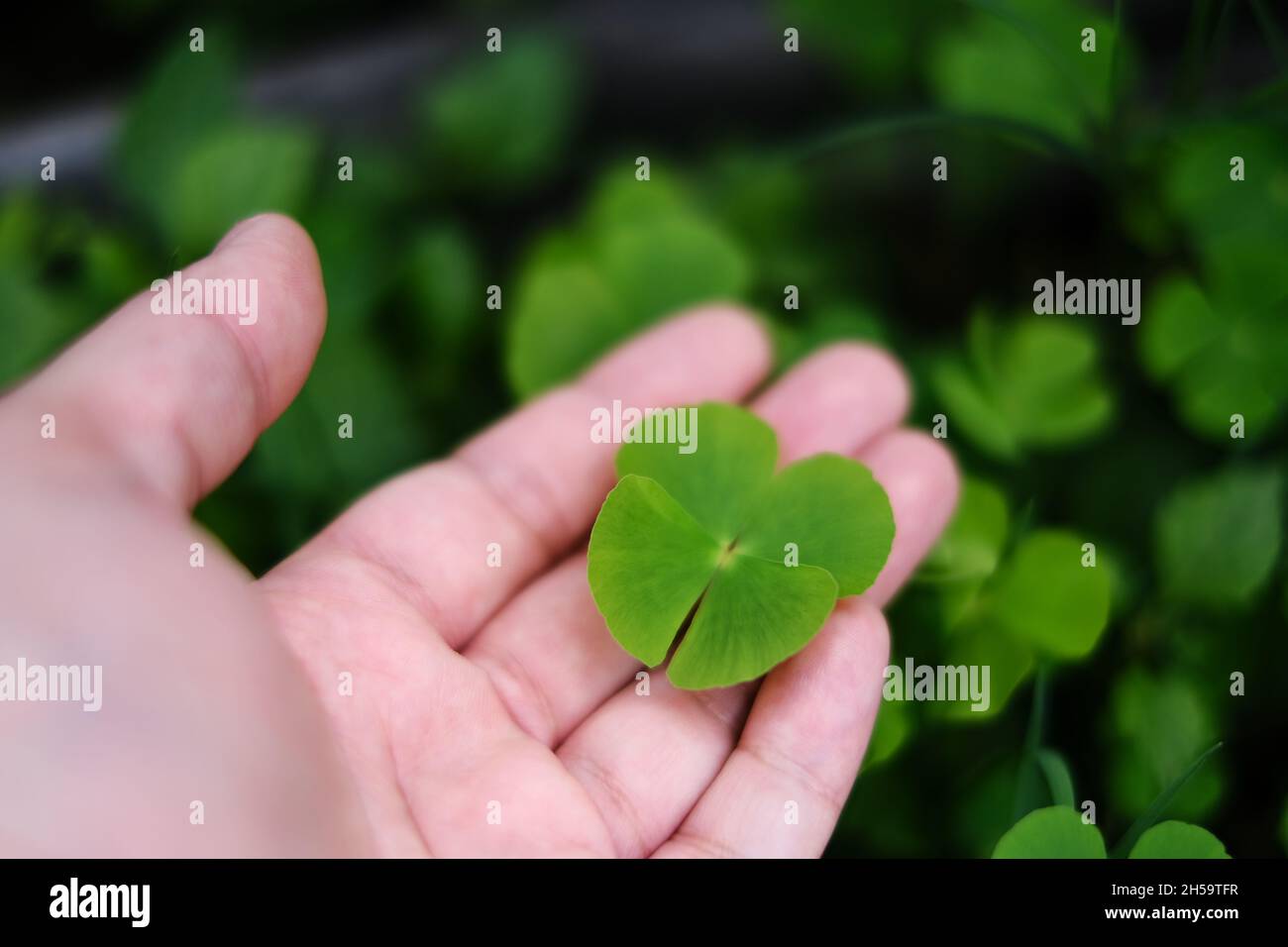 A hand picking up a green 4 leaf clover from a garden, saving it as a good luck charm. The four leaves represent hope, faith, love and luck. Stock Photo