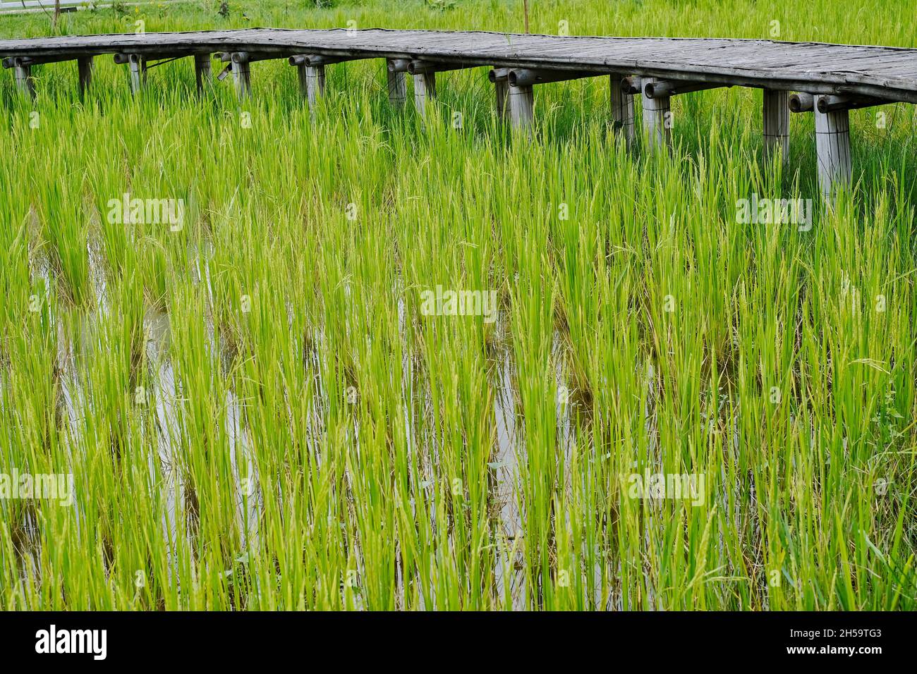 A green rice field with old bamboo walkway along the path of the farm. Green and calming scenic view in the rural of Thailand. Stock Photo