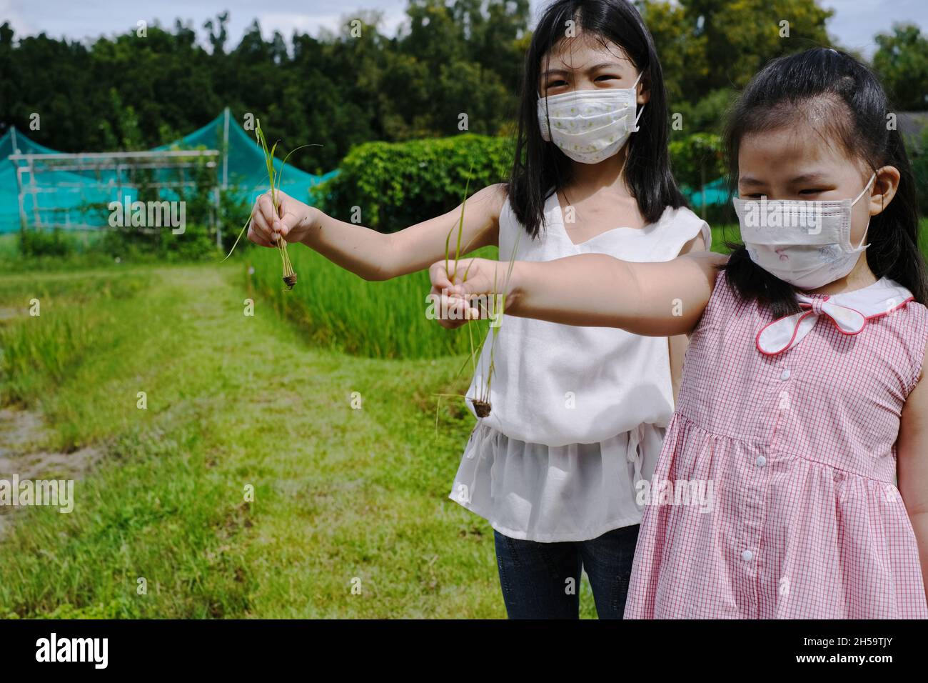 Two young Asian girls standing by a rice paddy field, holding young rice seeding ready to be planted. Stock Photo