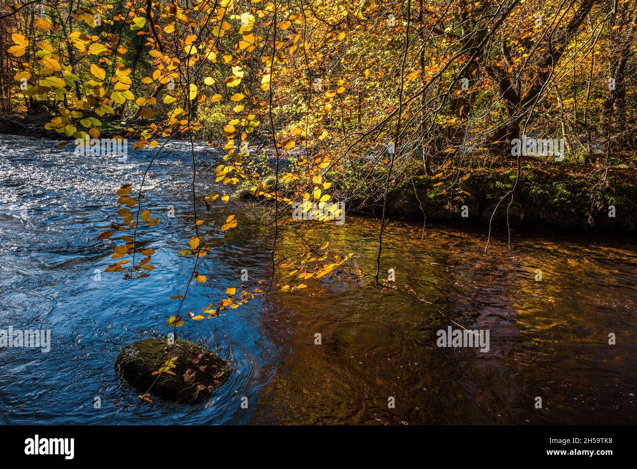 Colourful autumn leaves on branches overhanging the River Wharfe at Bolton Abbey in North Yorkshire Stock Photo