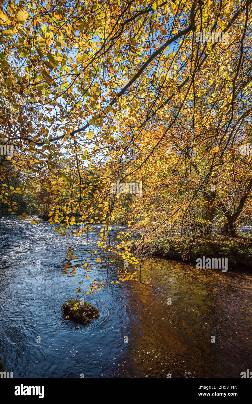 Colourful autumn leaves on branches overhanging the River Wharfe at Bolton Abbey in North Yorkshire Stock Photo