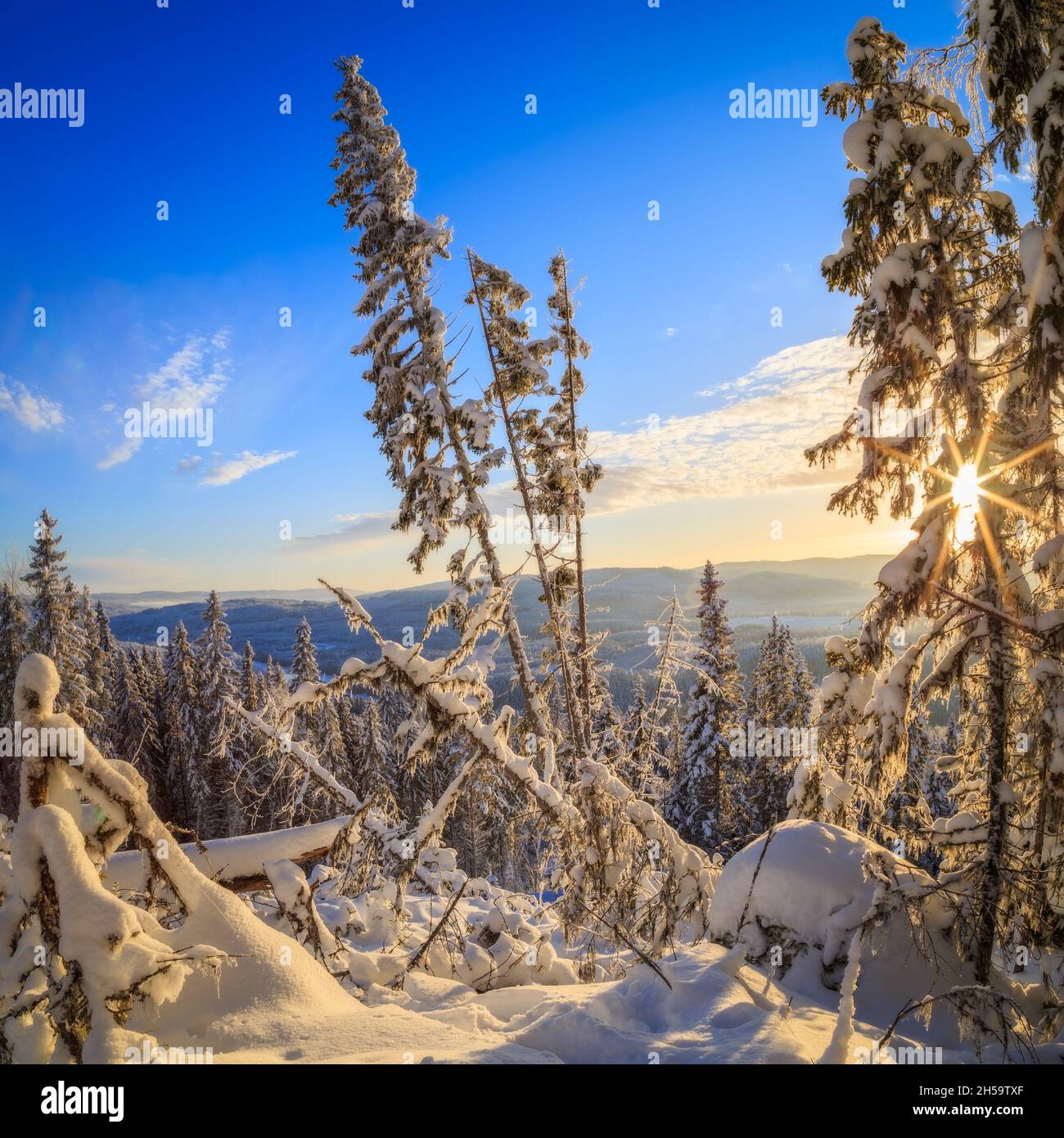 trees and snow in a forest mountain landscape with sun flare Stock Photo