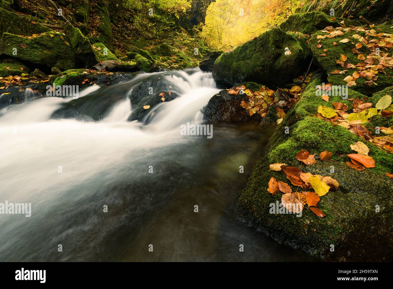 Beautiful small river flowing through some moos covered rocks inside a ...