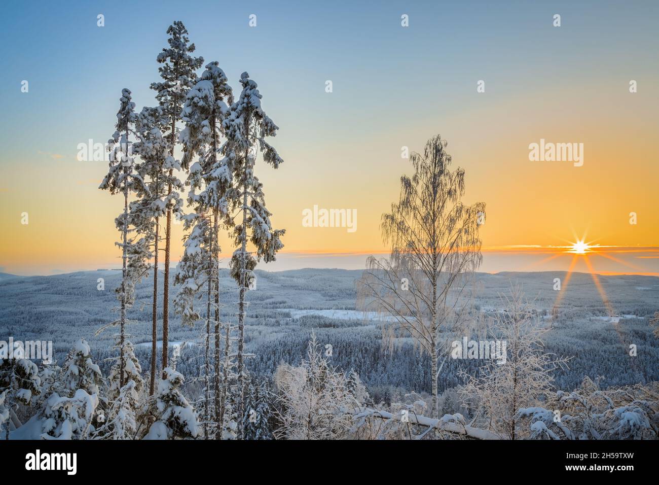 trees and snow in a forest mountain landscape with sun flare Stock Photo