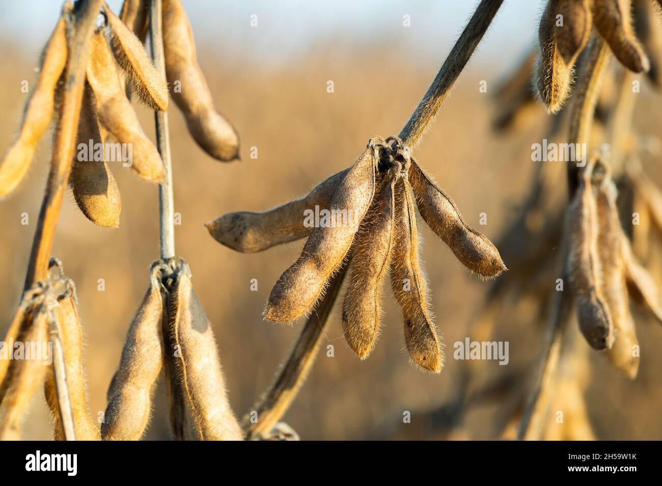 Close up of the soy bean plant in the field Stock Photo