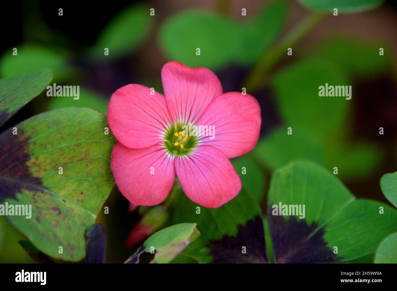 Pink Oxalis tetraphylla 'Iron Cross' (Good Luck Plant) Flower grown in
