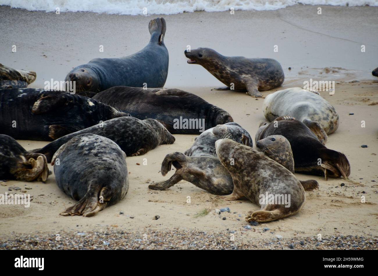 seals at the horsey beach grey seal colony norfolk england UK Stock Photo