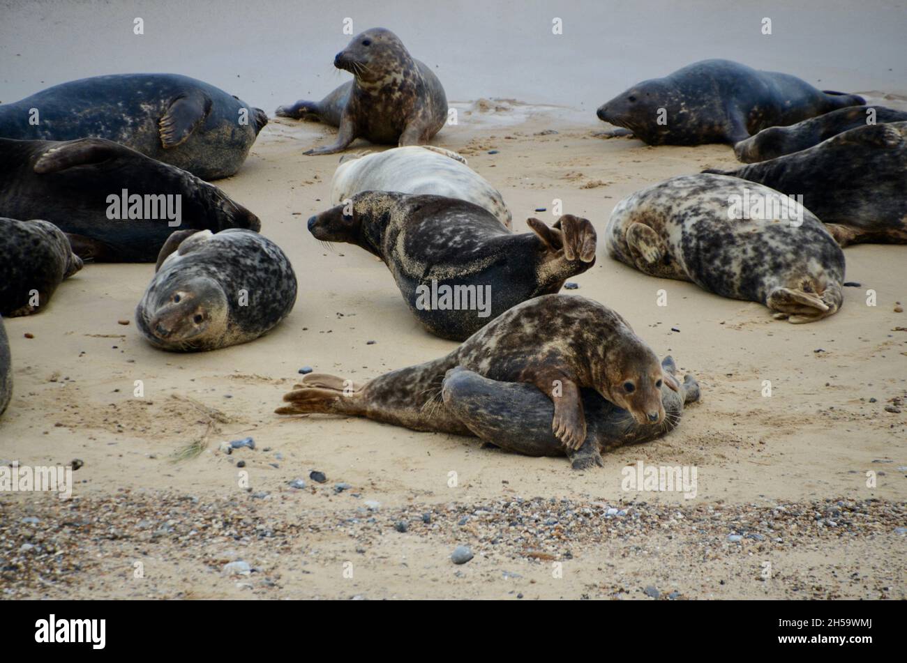 seals at the horsey beach grey seal colony norfolk england UK Stock Photo