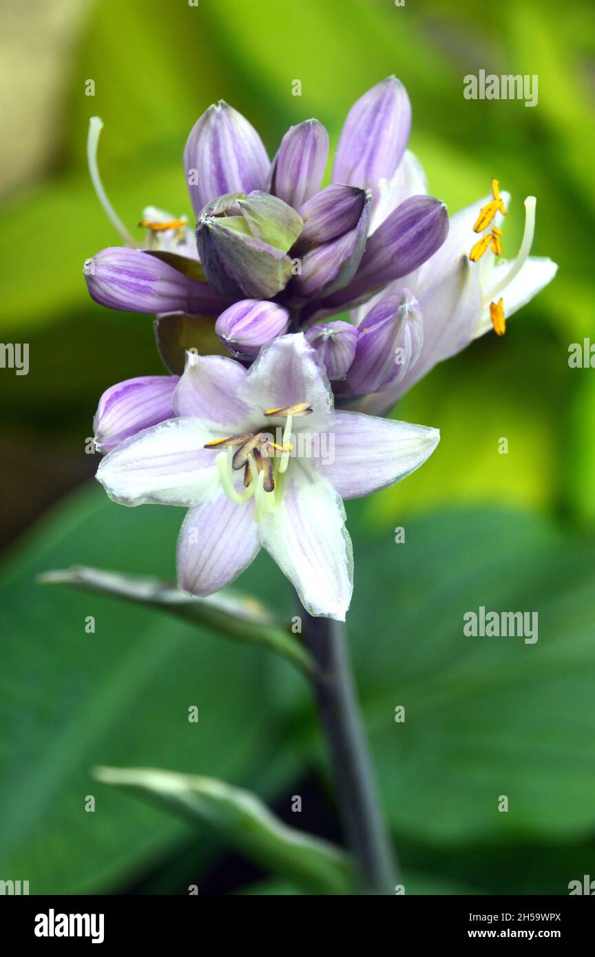 Lavender/Lilac Hosta 'Minuteman' (Plantain Lily) Flowers grown in a Flowerpot on a Patio in a English Cottage Garden, Lancashire, England, UK. Stock Photo