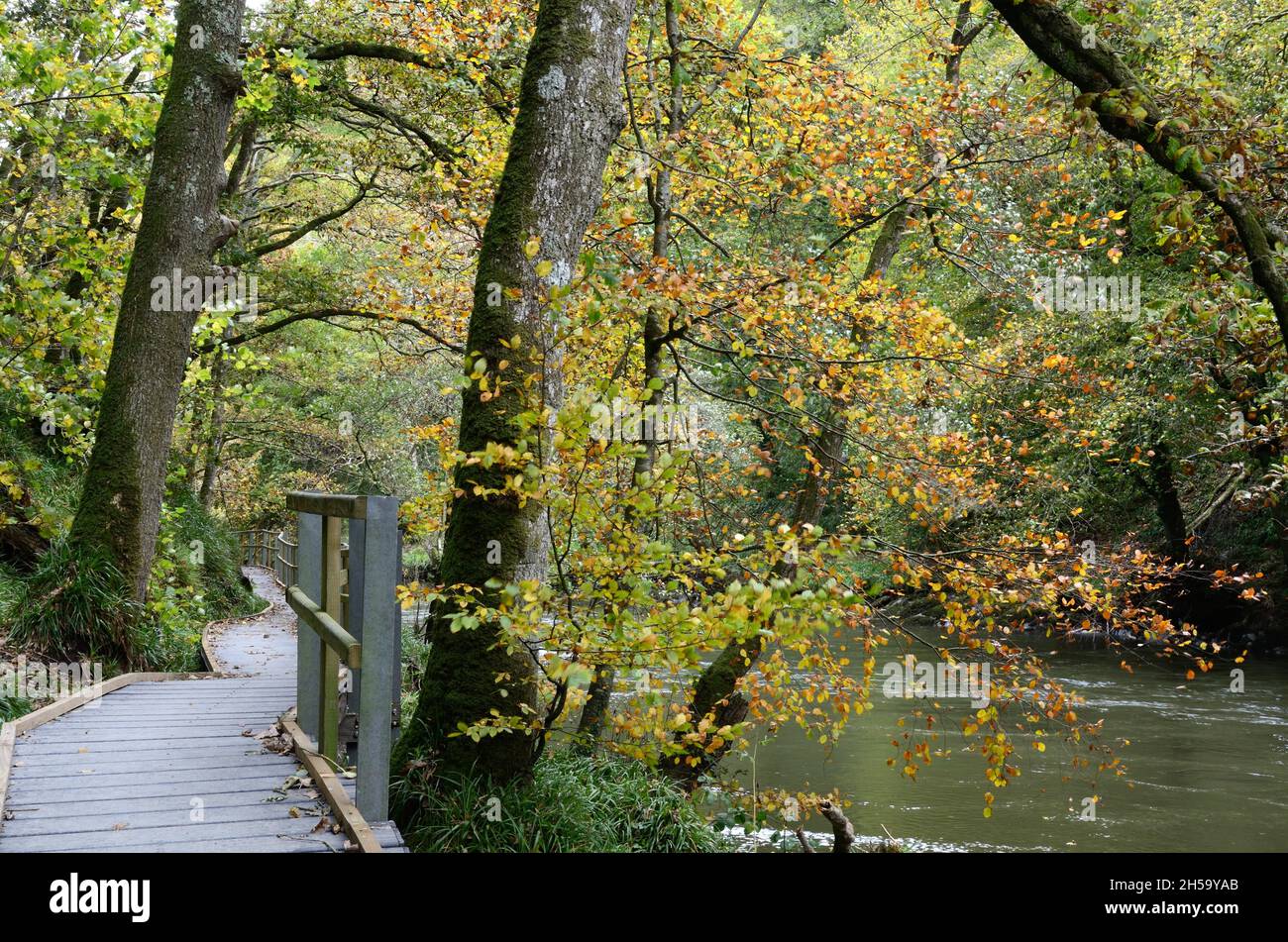River side walk on boardwalk on the bank of the Teifi river at Cenarth in autumnCarmarthenshire Wales Cymru UK Stock Photo