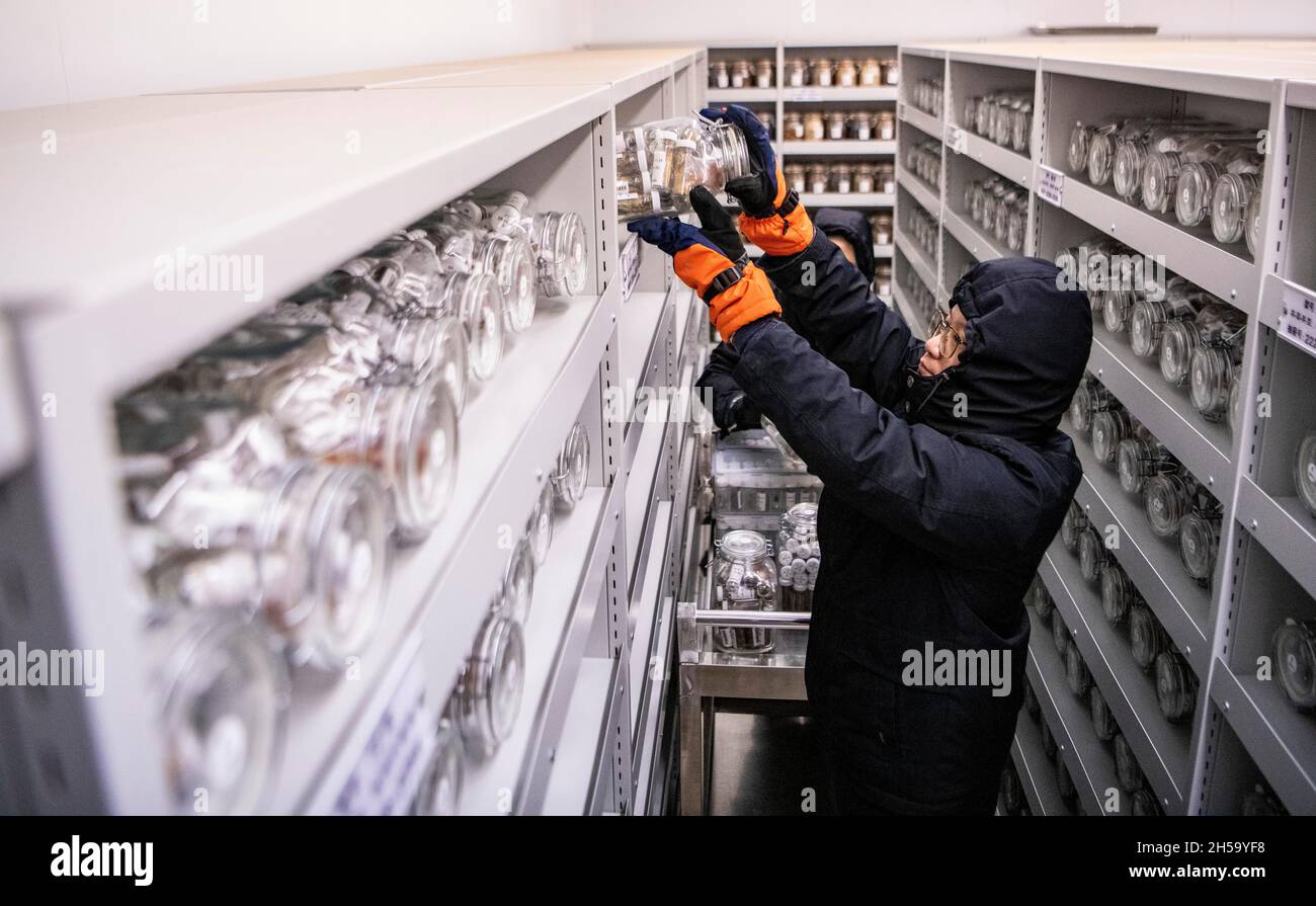 (211108) -- KUNMING, Nov. 8, 2021 (Xinhua) -- A staff member arranges seeds in a room chilled by refrigeration system at the Germplasm Bank of Wild Species in Kunming, southwest China's Yunnan Province, Oct. 20, 2021. The Germplasm Bank of Wild Species, located in the northern suburb of Kunming, capital of China's Yunnan Province, is a 'Noah's Ark' for tens of thousands of species, including rare Davidia involucrata, Taxus himalayana and Rhinopithecus bieti. The Germplasm Bank of Wild Species has preserved 85,046 accessions from 10,601 species of wild plants, accounting for 36 percent of t Stock Photo