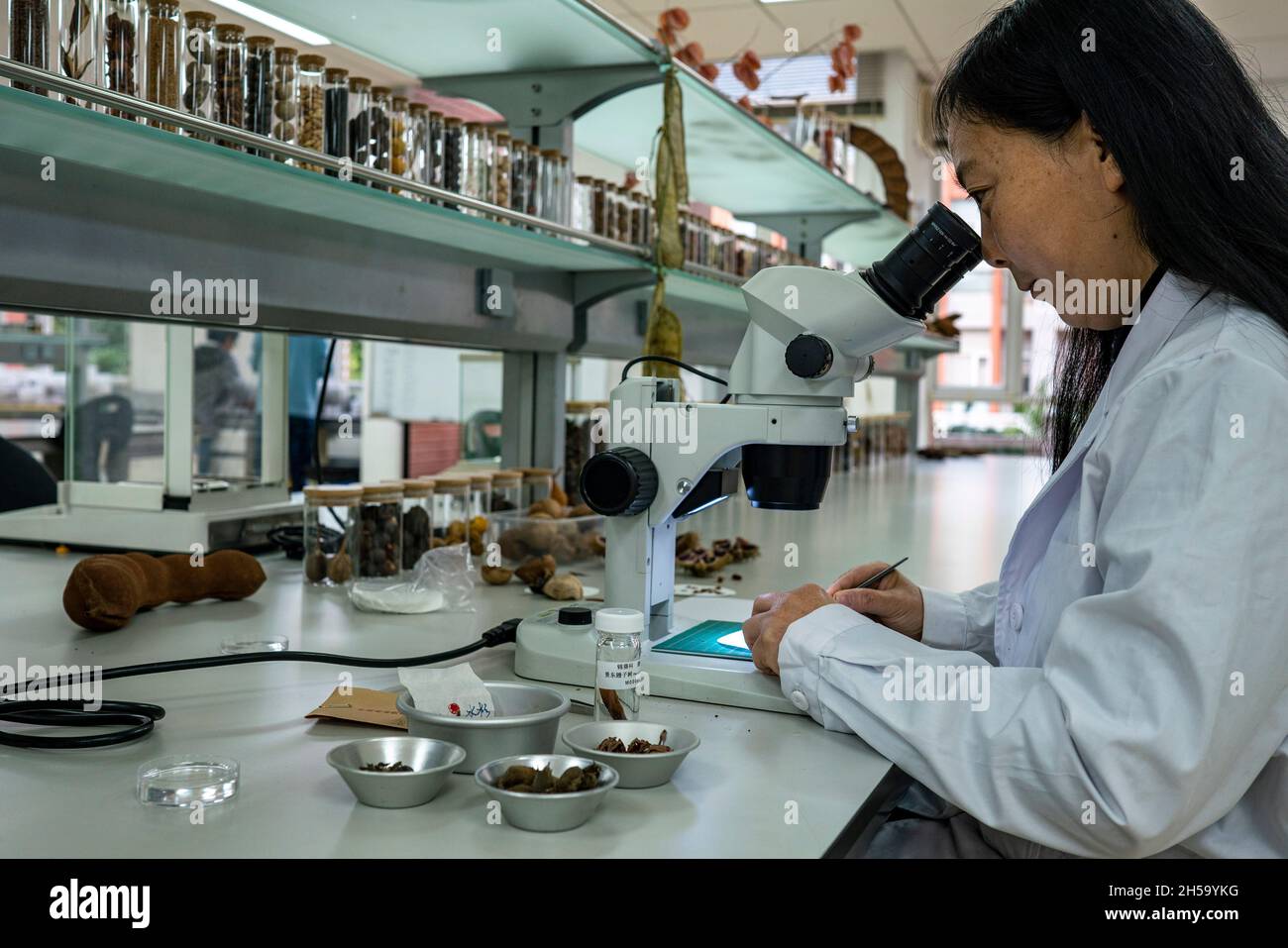 (211108) -- KUNMING, Nov. 8, 2021 (Xinhua) -- A researcher studies seed morphology through a microscope at the Germplasm Bank of Wild Species in Kunming, southwest China's Yunnan Province, Oct. 20, 2021. The Germplasm Bank of Wild Species, located in the northern suburb of Kunming, capital of China's Yunnan Province, is a 'Noah's Ark' for tens of thousands of species, including rare Davidia involucrata, Taxus himalayana and Rhinopithecus bieti. The Germplasm Bank of Wild Species has preserved 85,046 accessions from 10,601 species of wild plants, accounting for 36 percent of the number of C Stock Photo