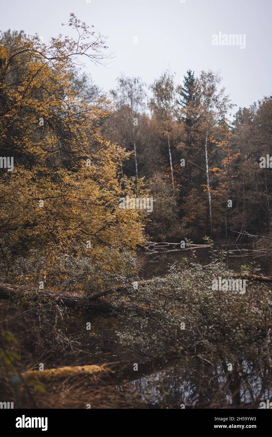 Beautiful view of a lake in an autumn forest Stock Photo - Alamy