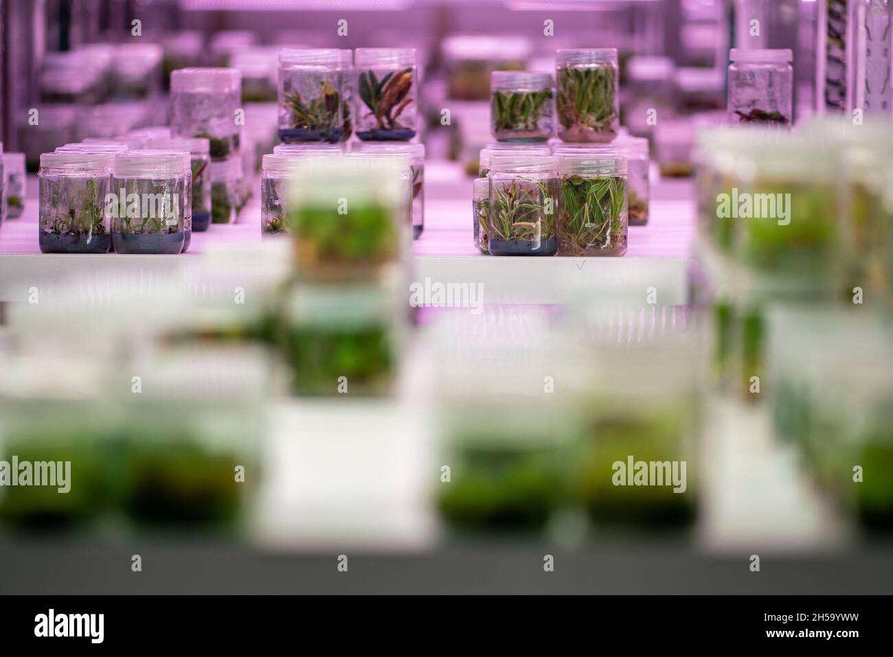 (211108) -- KUNMING, Nov. 8, 2021 (Xinhua) -- Photo taken on Oct. 20, 2021 shows germplasm preserved at in vitro storage room at the Germplasm Bank of Wild Species in Kunming, southwest China's Yunnan Province. The Germplasm Bank of Wild Species, located in the northern suburb of Kunming, capital of China's Yunnan Province, is a 'Noah's Ark' for tens of thousands of species, including rare Davidia involucrata, Taxus himalayana and Rhinopithecus bieti. The Germplasm Bank of Wild Species has preserved 85,046 accessions from 10,601 species of wild plants, accounting for 36 percent of the numb Stock Photo