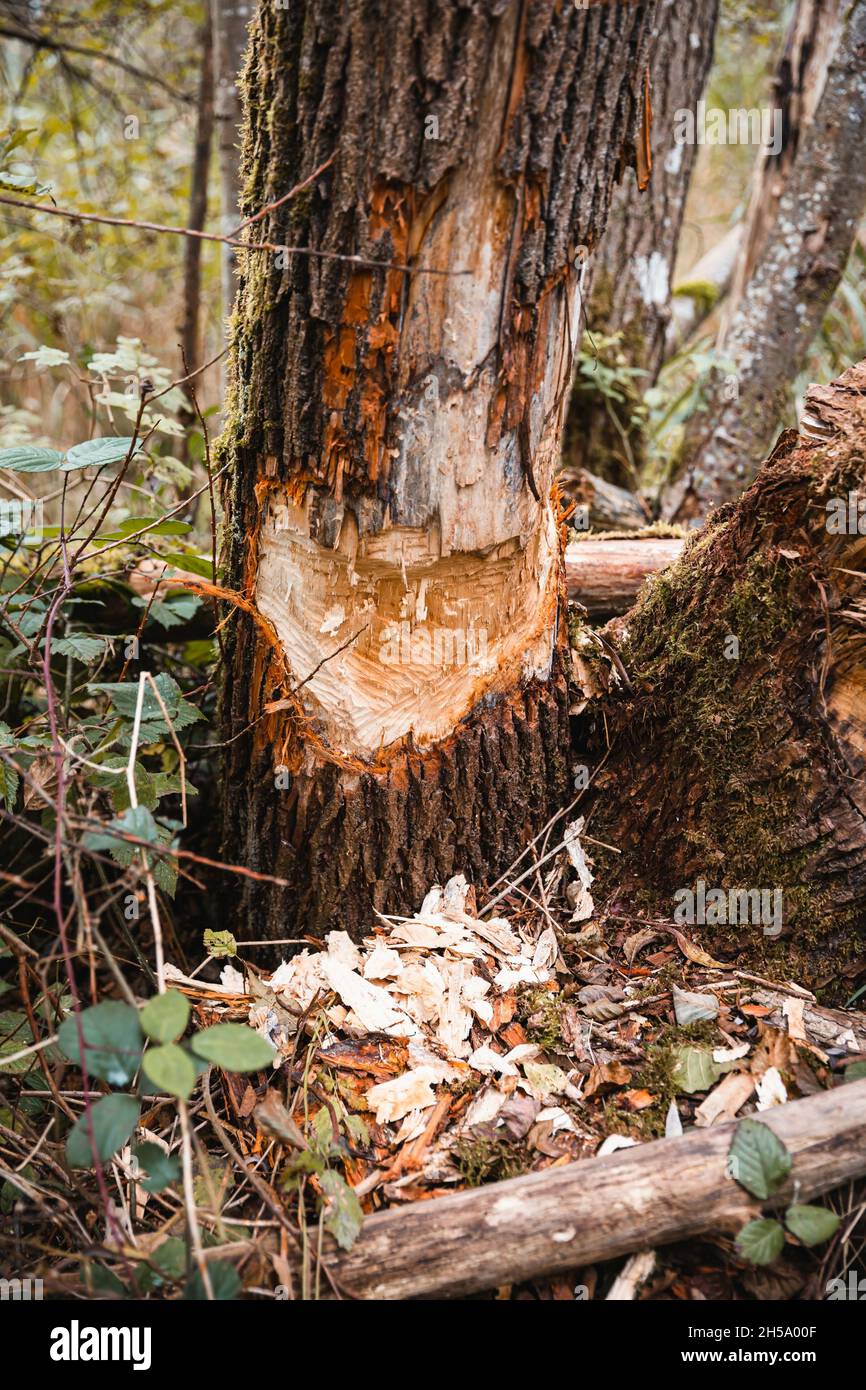 Vertical shot cut tree hi-res stock photography and images - Alamy