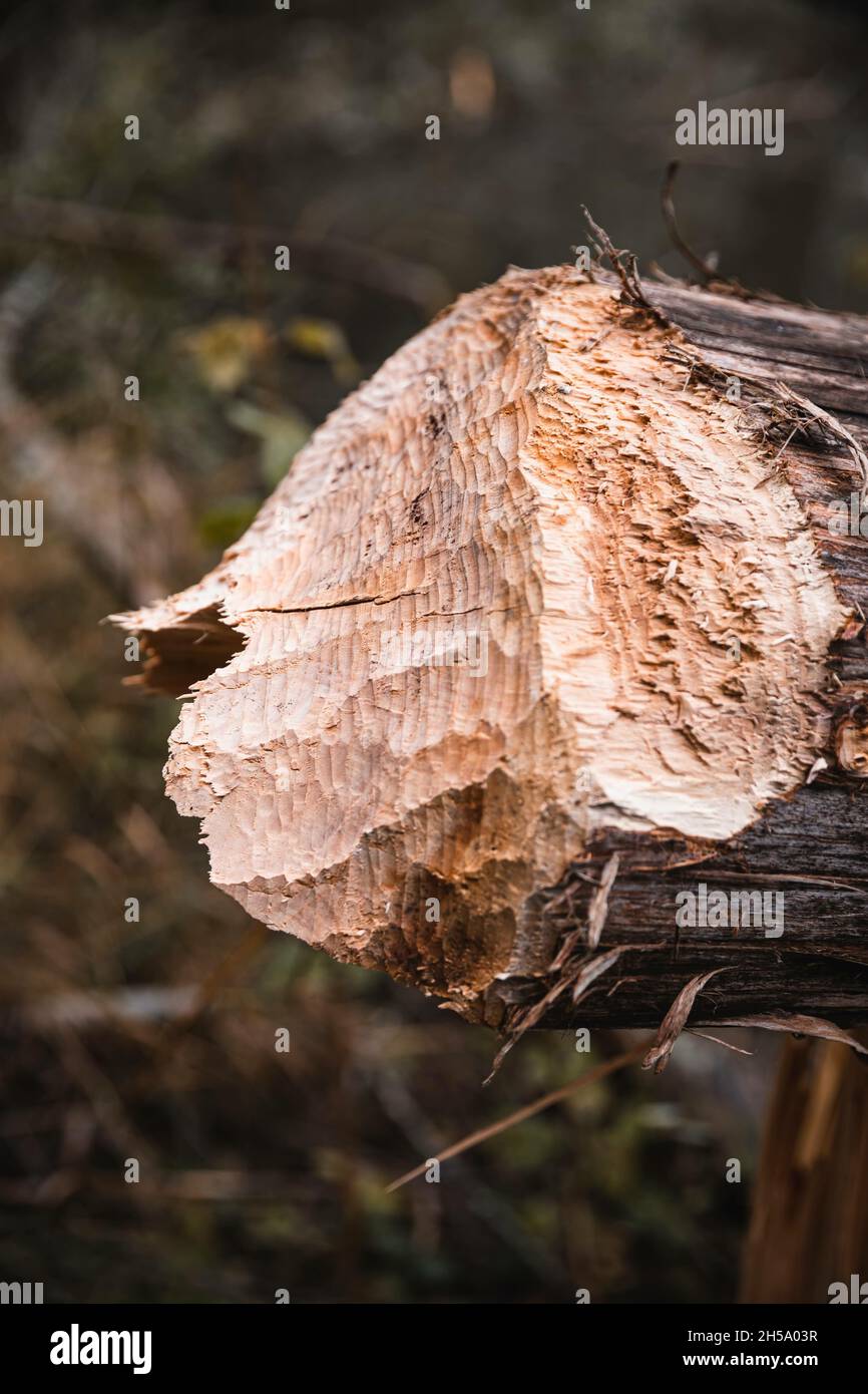 Vertical shot cut tree hi-res stock photography and images - Alamy