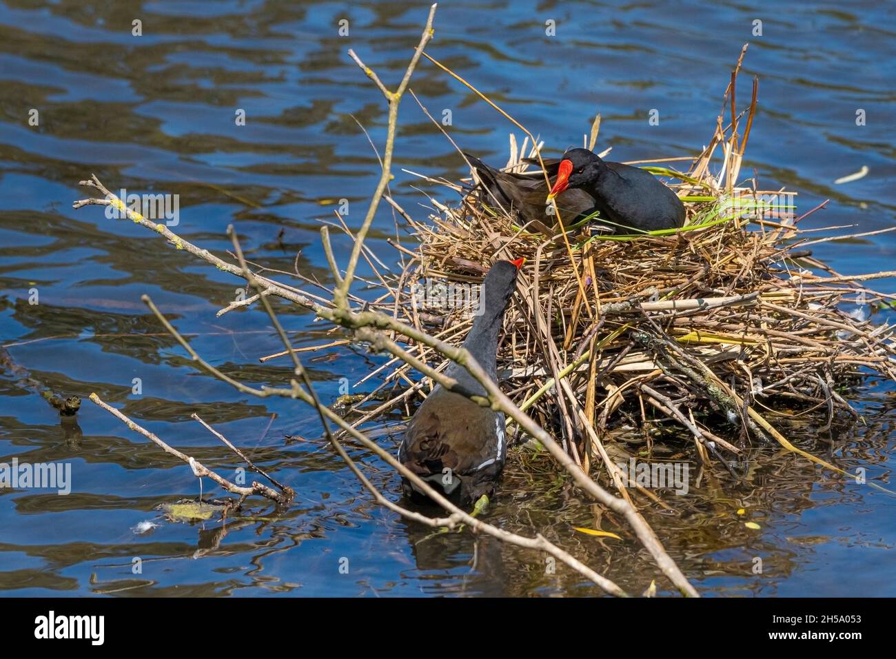 A pair of Moorhens Gallinula building a nest in a lake in Newquay in Cornwall. Stock Photo