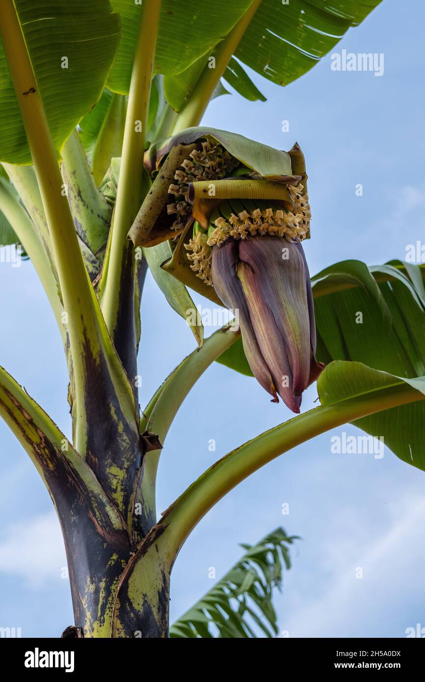 Banana flower with fruits Stock Photo Alamy