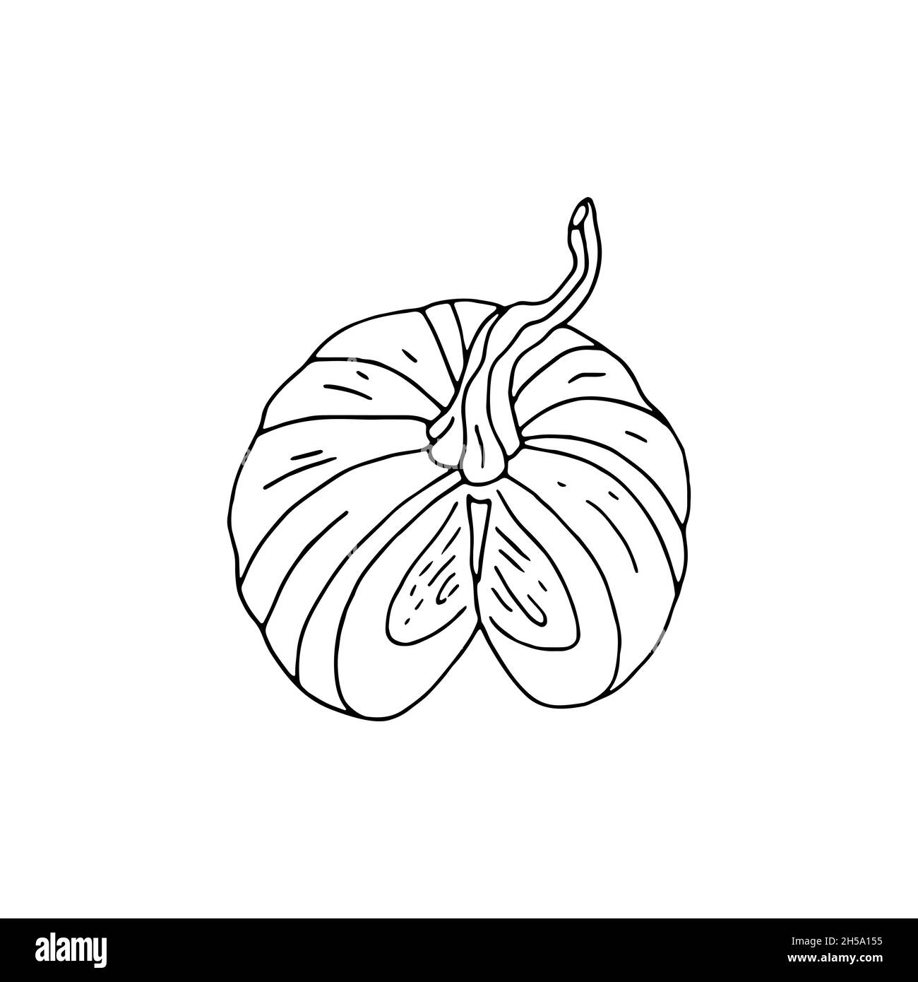 Hand drawn doodle monochrome pumpkin isolated on white Stock Vector ...